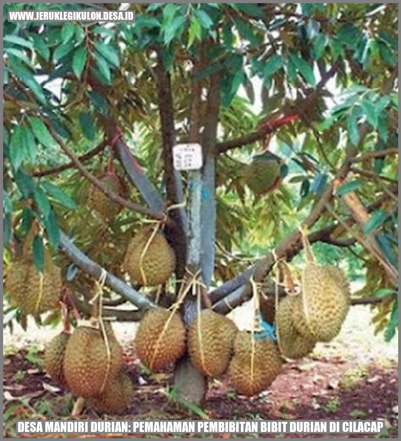 Pemandangan Desa Mandiri Durian di Cilacap