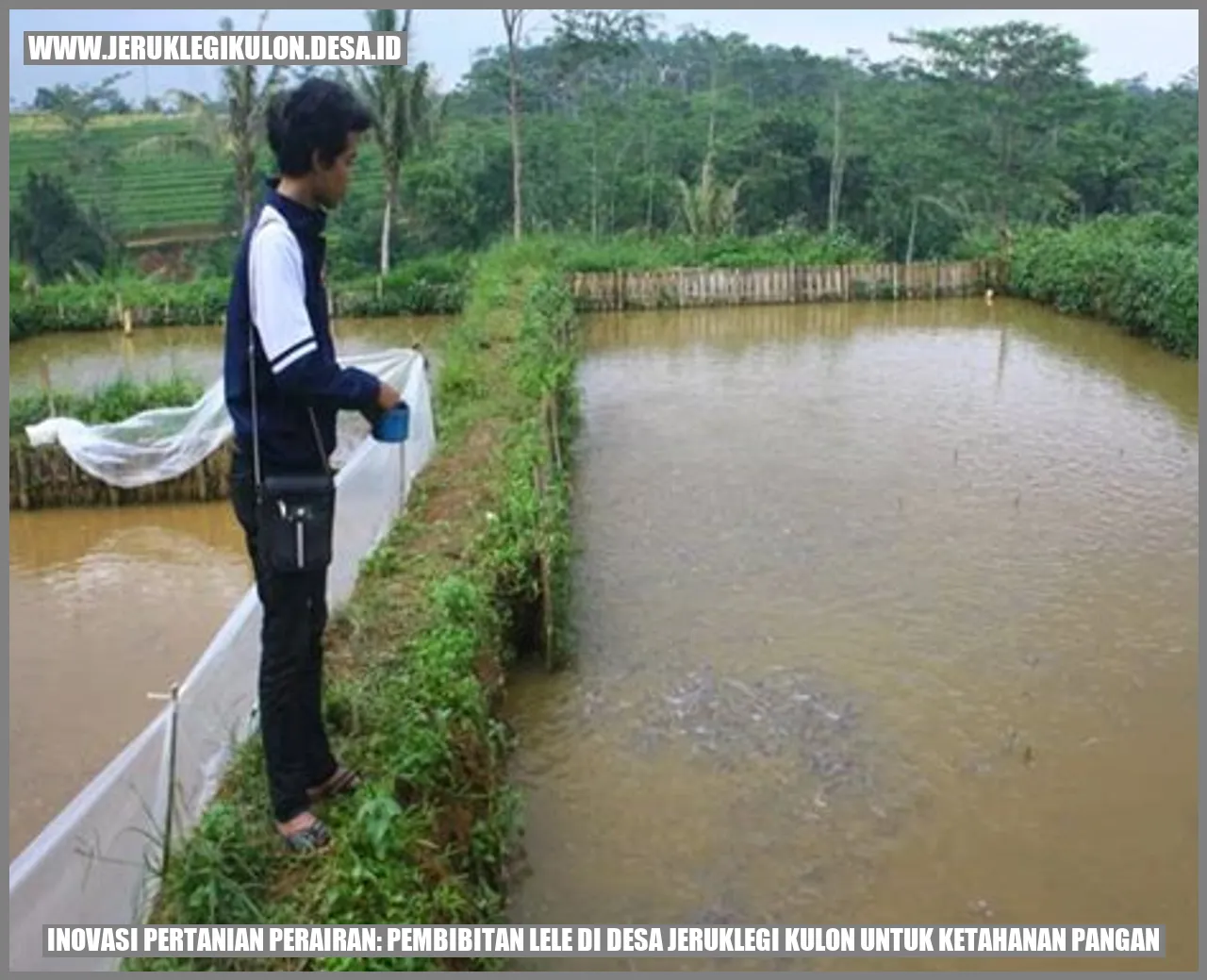Inovasi Pertanian Perairan: Pembibitan Lele di Desa Jeruklegi Kulon untuk Ketahanan Pangan