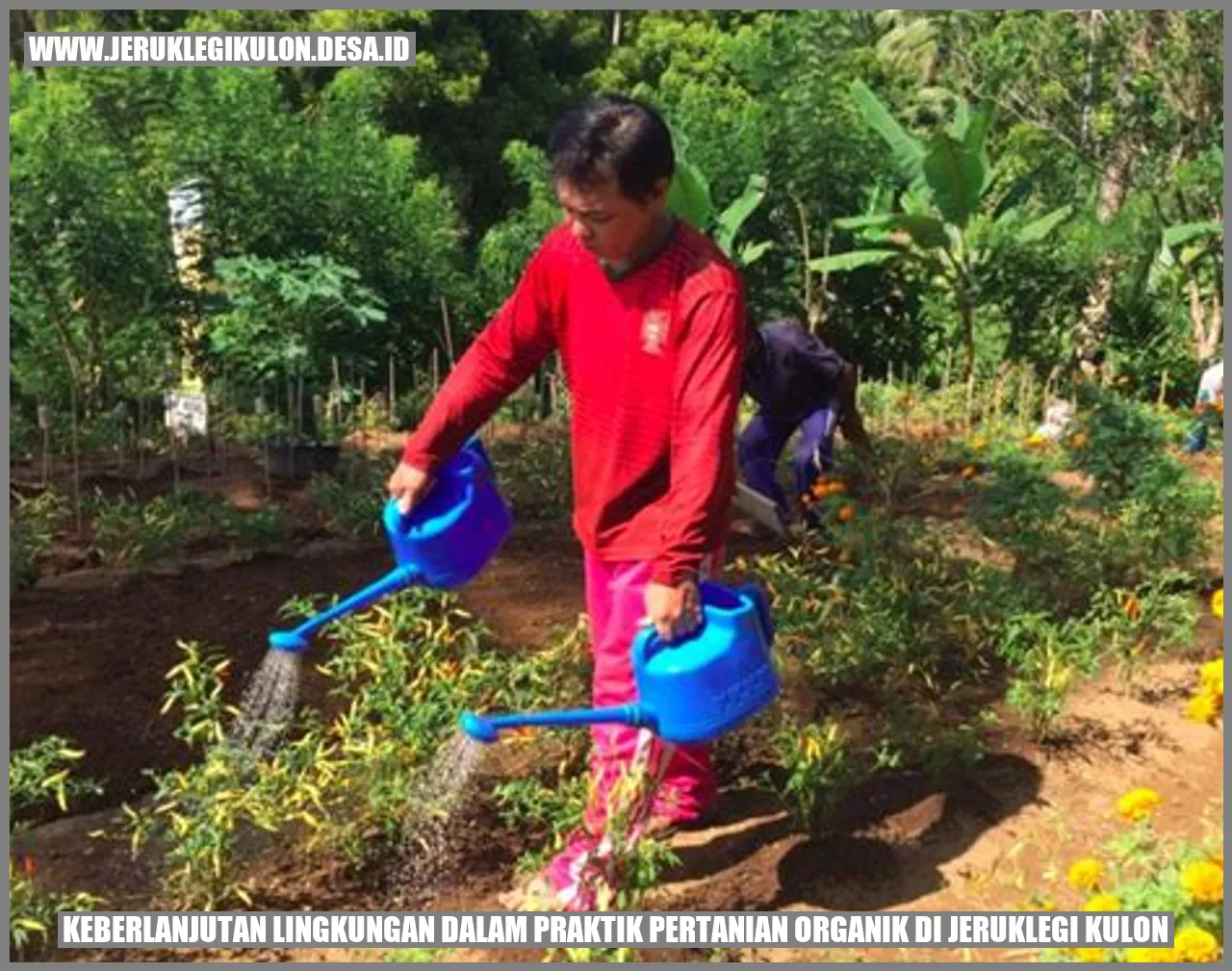 Praktik Pertanian Organik di Jeruklegi Kulon