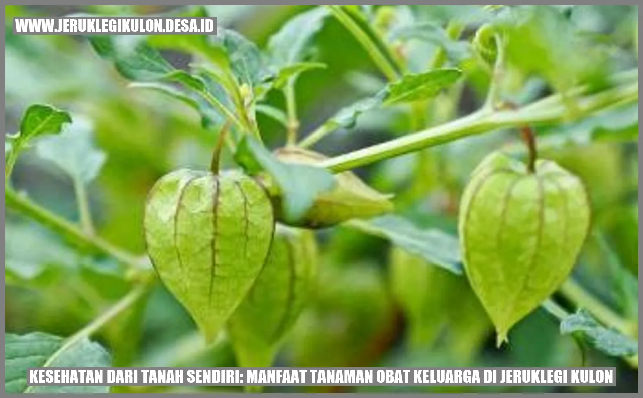 Tanaman Jambu Biji