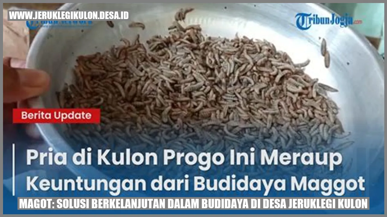Magot: Solusi Berkelanjutan dalam Budidaya di Desa Jeruklegi Kulon