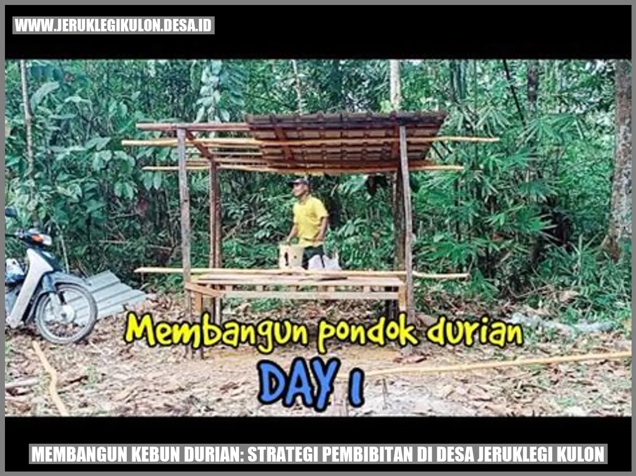 Membangun Kebun Durian: Strategi Pembibitan di Desa Jeruklegi Kulon