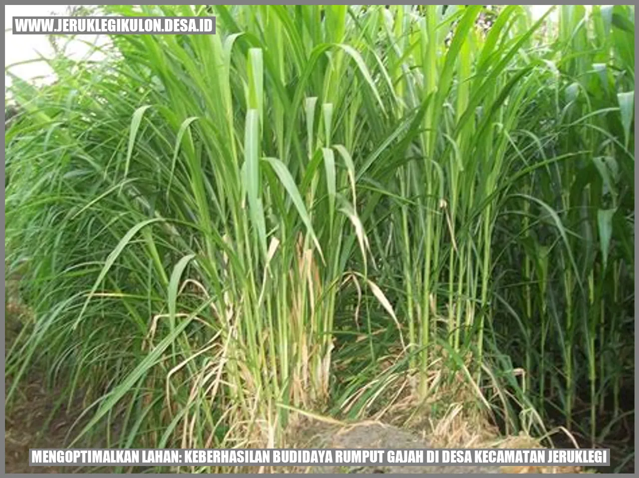 Gambar Budidaya Rumput Gajah