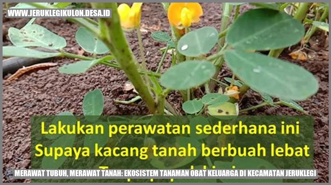 Gambar Tanaman Obat Keluarga