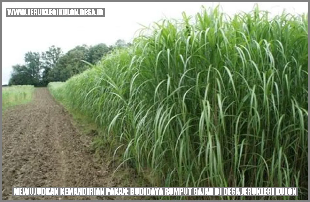 Budidaya Rumput Gajah