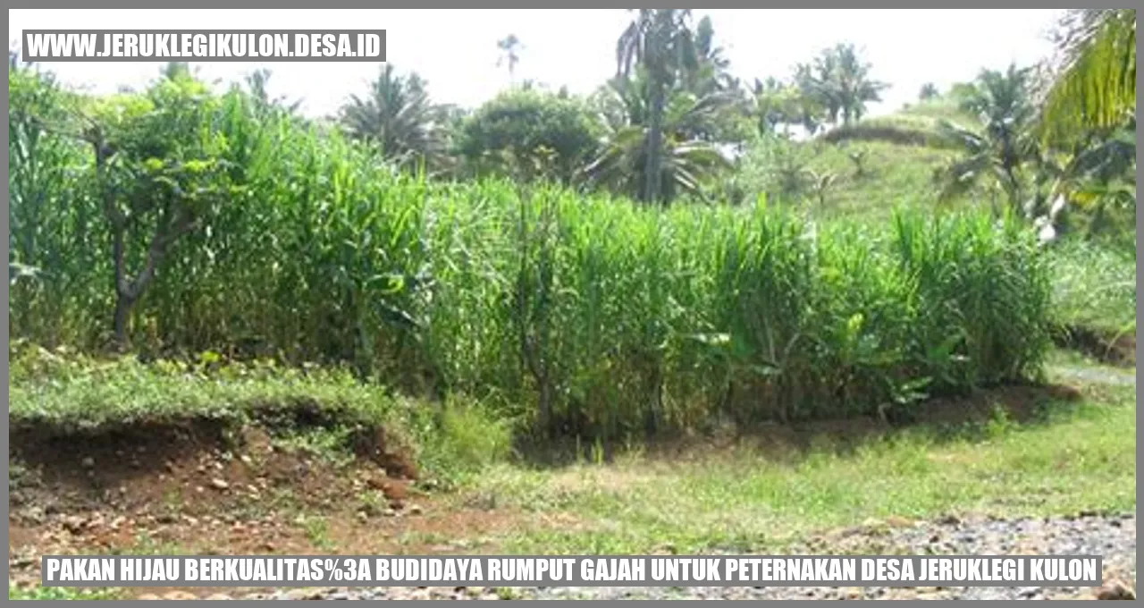 Pakan Hijau Berkualitas: Budidaya Rumput Gajah untuk Peternakan Desa Jeruklegi Kulon