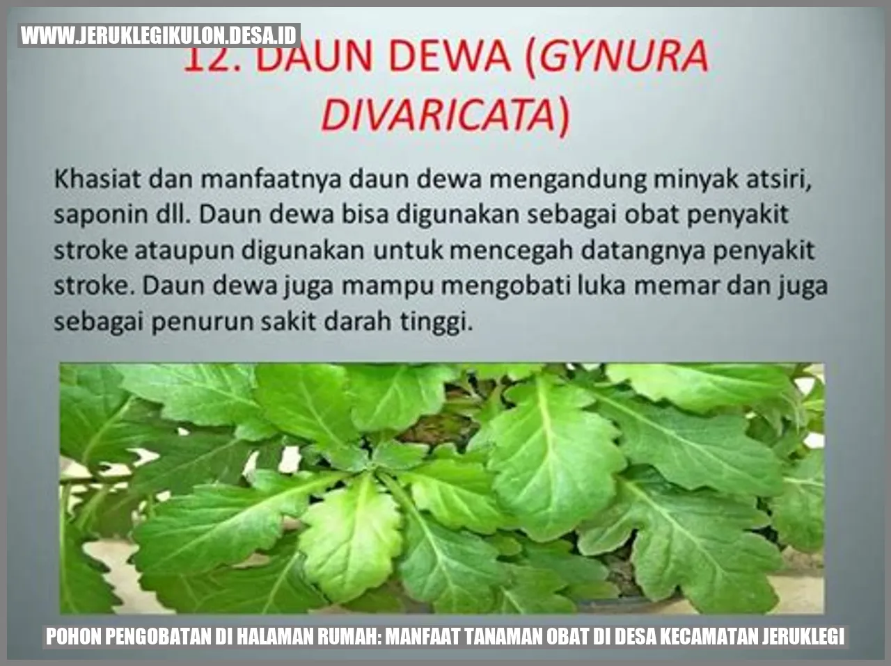 Pohon Pengobatan di Halaman Rumah: Manfaat Tanaman Obat di Desa Kecamatan Jeruklegi